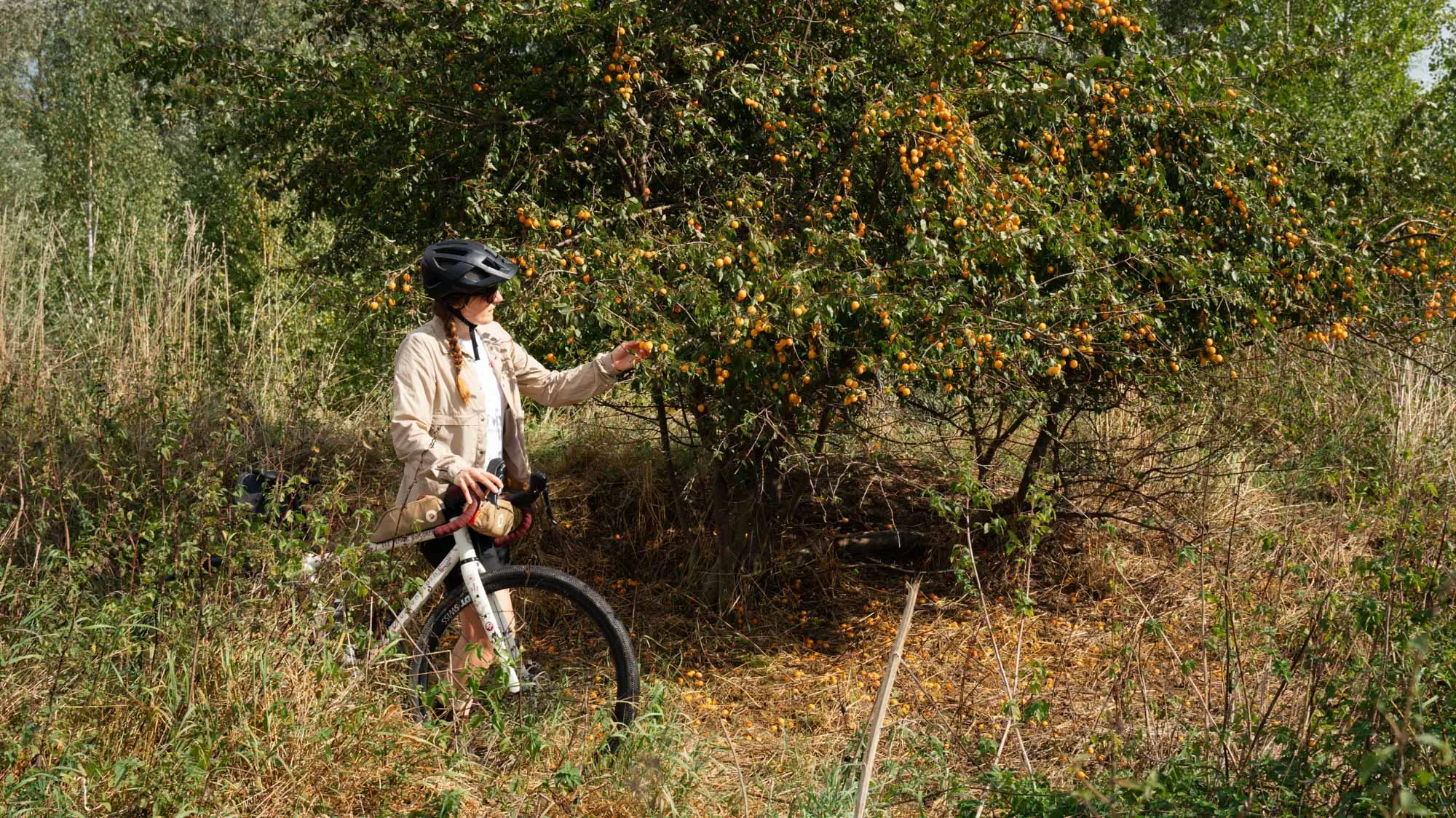 A woman and a gravel bike are standing by a tree; the woman is picking fruit